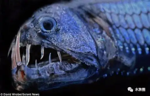 尖牙鱼深海恐怖生物