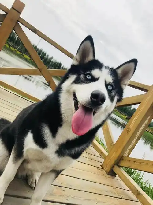 阿拉斯加二哈傻傻分不清,一招就可分辨:看气质