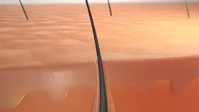 皮肤截面 毛孔 汗毛 毛囊 cinema4d模型 去油污 洁面 清痘 化妆品