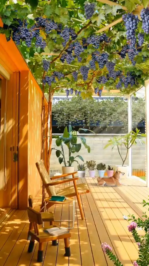 葡萄藤下的惬意时光
