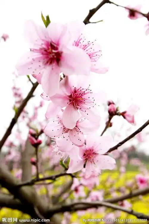 桃花图片