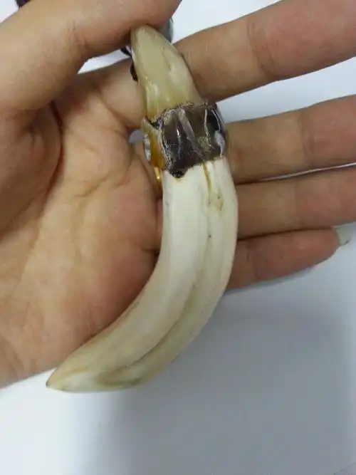 求大神帮忙看一下是什么牙 朋友说是熊牙