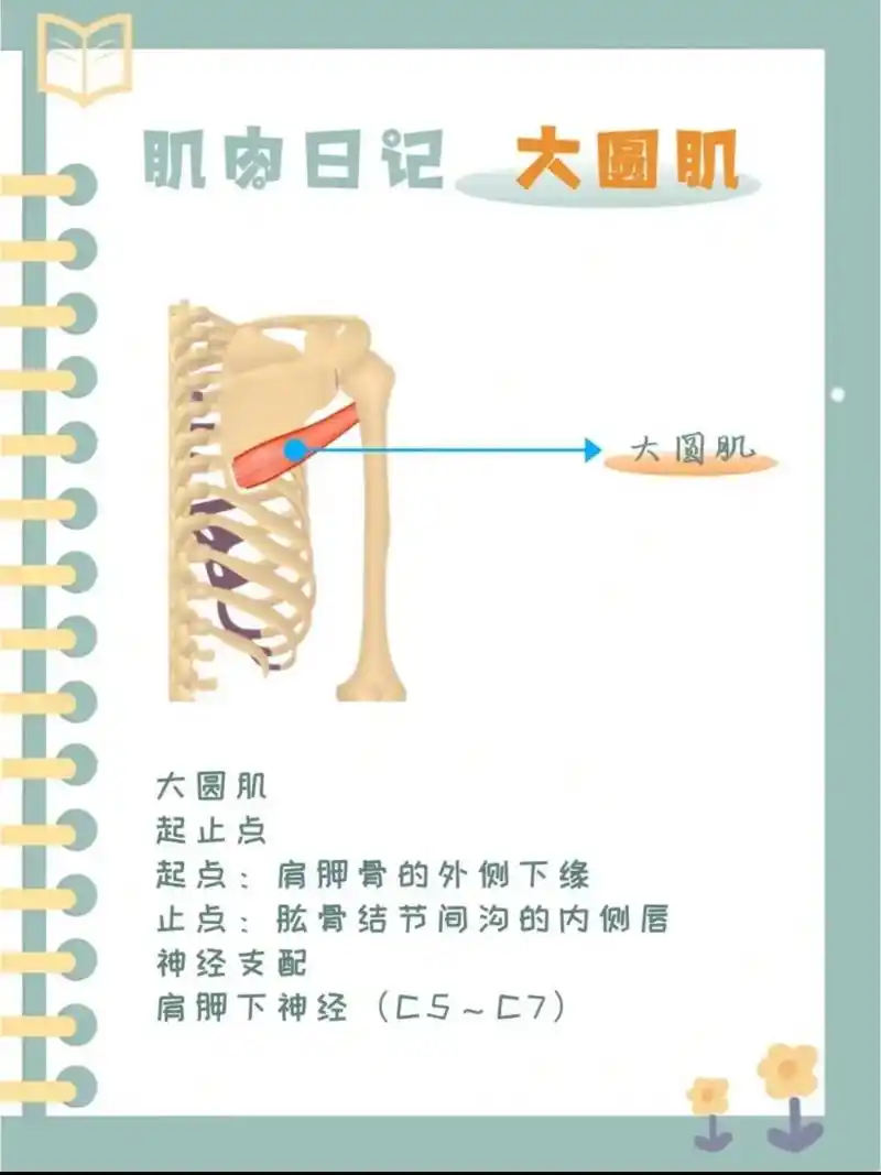 大圆肌又叫小背阔肌.#大圆肌 #小背阔肌 #大圆肌的功能 # - 抖音