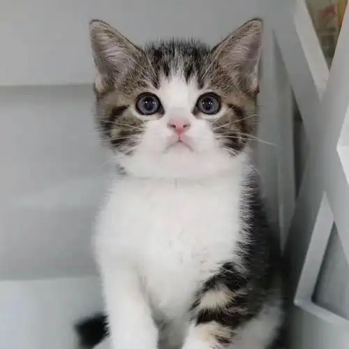 猫咪大全 美国短毛猫 价格:2000.