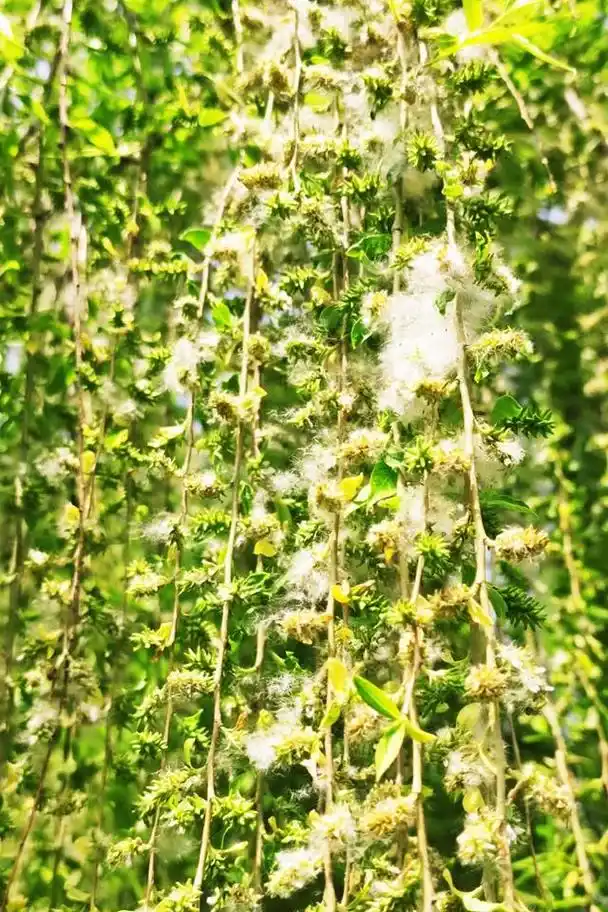 "韩愈七绝《晚春》中的"杨花"就是柳絮.