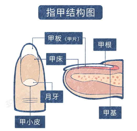 为什么有的人指甲上有月牙有的人却没有科学解释来了