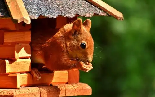 可爱的小松鼠图片桌面壁纸