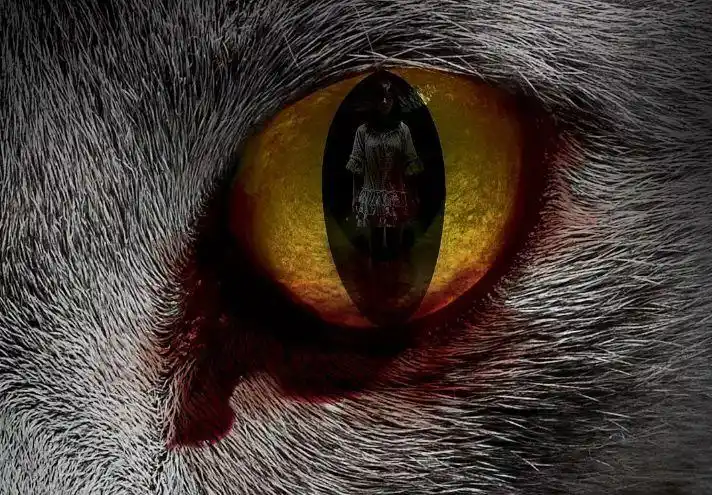 典型的韩式恐怖猫:看见死亡的双眼(6.