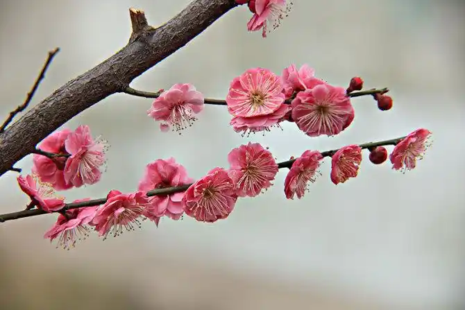 红梅花图片_全景网