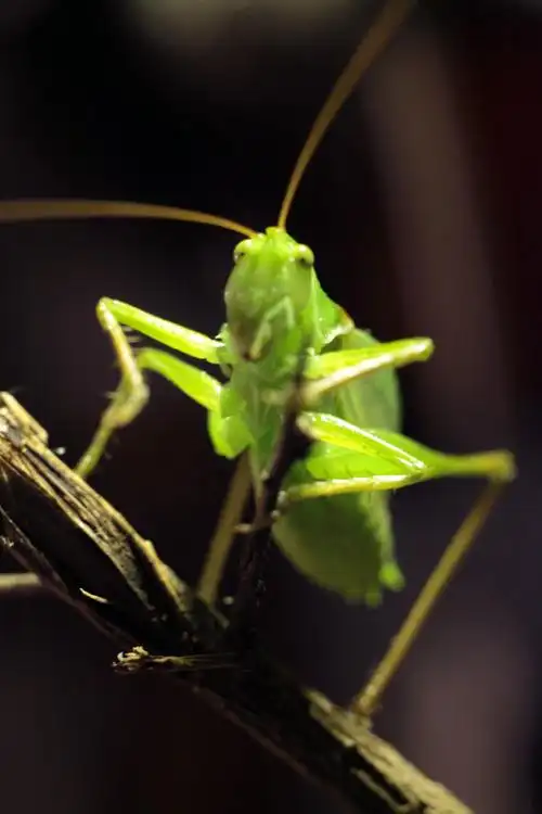 p>鼓翅鸣螽是螽斯科的一类动物.俗称姐儿,吉儿,扎儿.