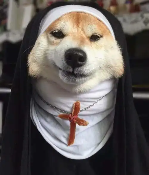铲屎官脑洞大开,柴犬变身唱诗班修女,这邪魅一笑太帅了!