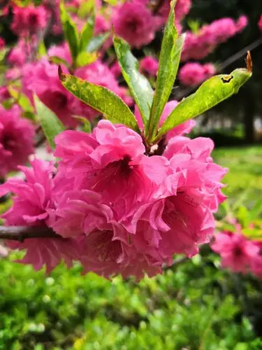 2020疫情非常时期育新花园的春天美景!