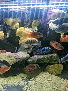 来我给你讲讲养鱼花多少钱