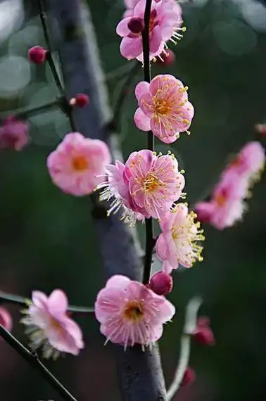 梅花盛开,清新淡雅,超凡脱俗