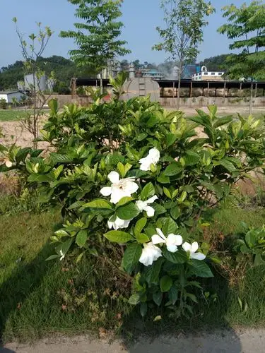 其它 栀子树          鹧鸪天 - 《栀子花》     五月晴空地上烧,楼前