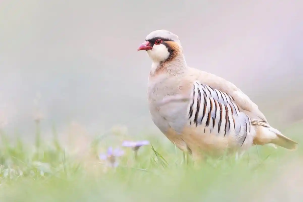 遇见圆滚滚的嘎嘎鸡 竟是中国特有种 七月在青海又遇到了憨憨的,叫