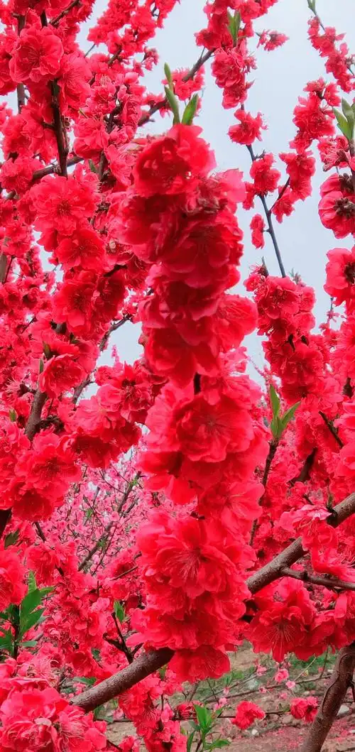 桃花依旧笑春风