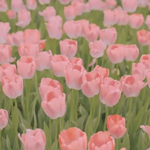 背景图|郁金香背景图_腾讯新闻