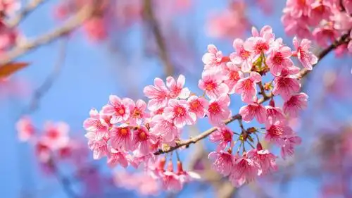 世上最漂亮的樱花