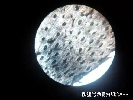 犀角合法了?带你揭秘文玩圈里鲜为人知的秘密!