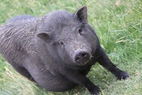 同时黑猪质量溯源系统详细记录生猪商品全周期数据链条