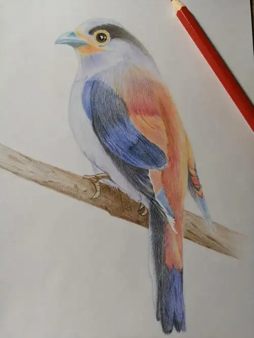 初学彩铅画,记录一下