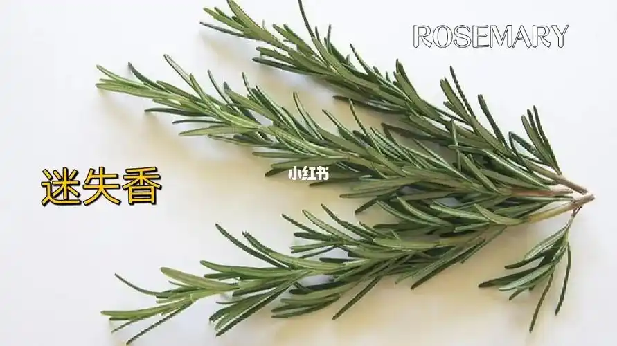 97迷失香是什么?迷失香(rosemary)是一种来自地中海地区.