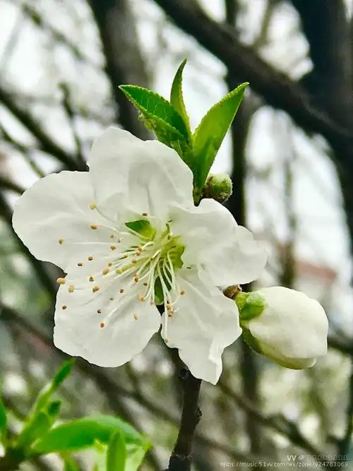 纯洁的白桃花首发