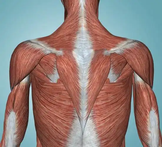 我的背部左右肌肉不对称,左高右低,请问可以怎样改善训练?最好附图?