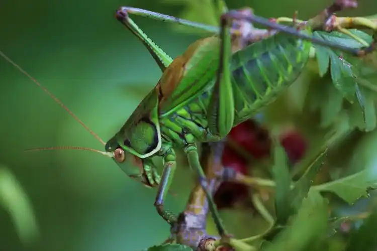 昆虫,蝈蝈,螽斯,动物蝈蝈图片 昆虫,蝈蝈,螽斯