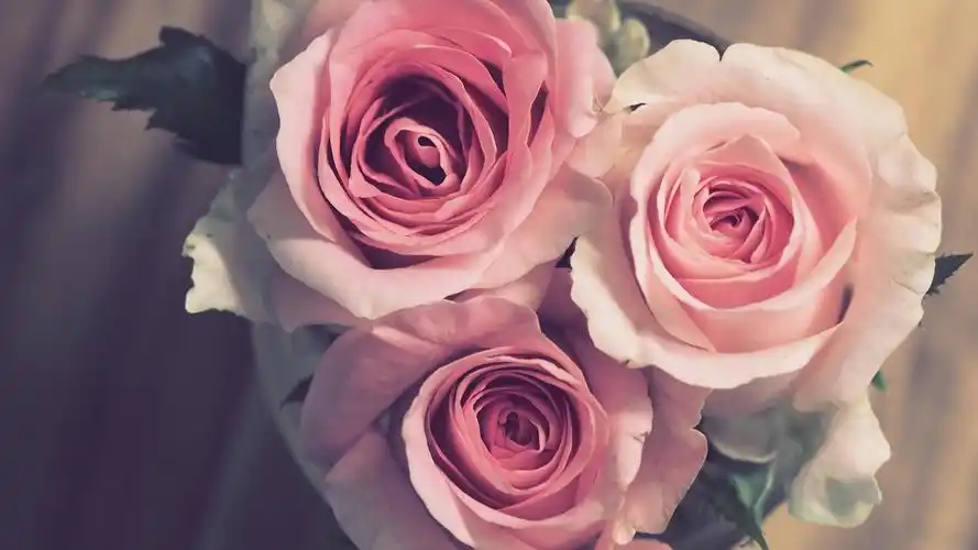 电脑壁纸 节日 情人节 白色情人节最想要的花