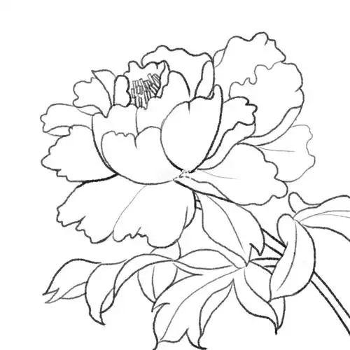 新手小白线条练习集合牡丹花