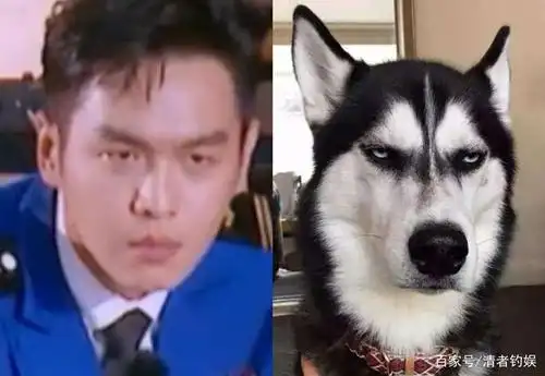 《庆余年》陈道明张若昀吴刚生图来了,来自哈士奇的凝视你怕了吗