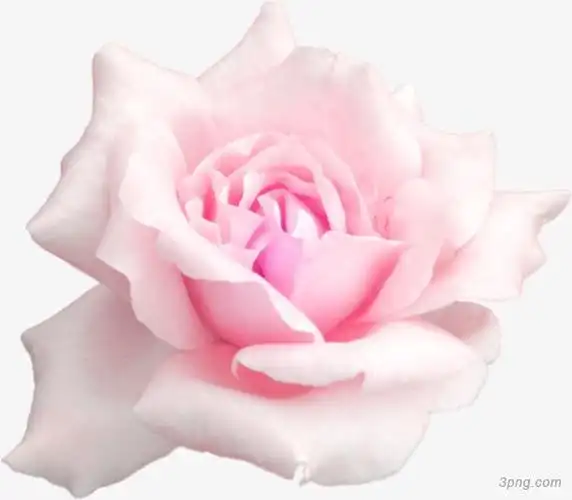 粉色玫瑰花瓣png素材透明免抠图片动植人物