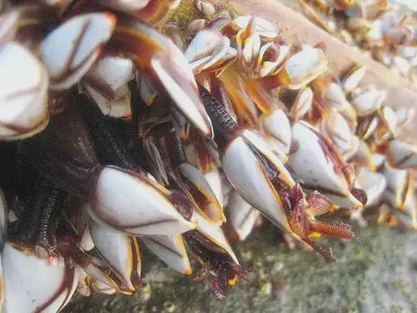 来自地狱的海鲜——鹅颈藤壶,密集恐惧症者勿入!