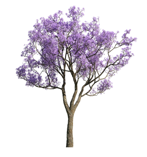 如果我有一只猫从设计→冷夏转采于2021-11-11 13:33:14蓝花楹素材