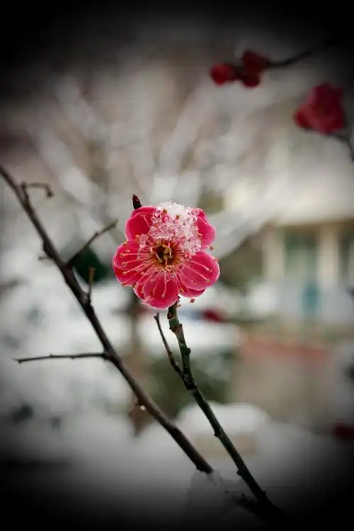 雪中寒梅——2017年的第一场雪