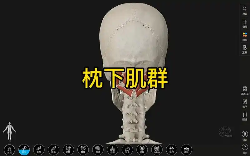 枕下肌群的功能解剖