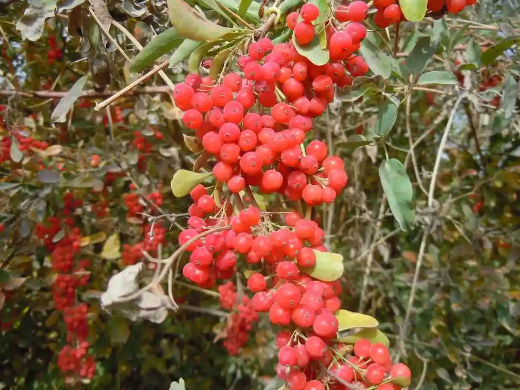 您品尝过新疆野生的酸酸甜甜的刺黄连果吗?