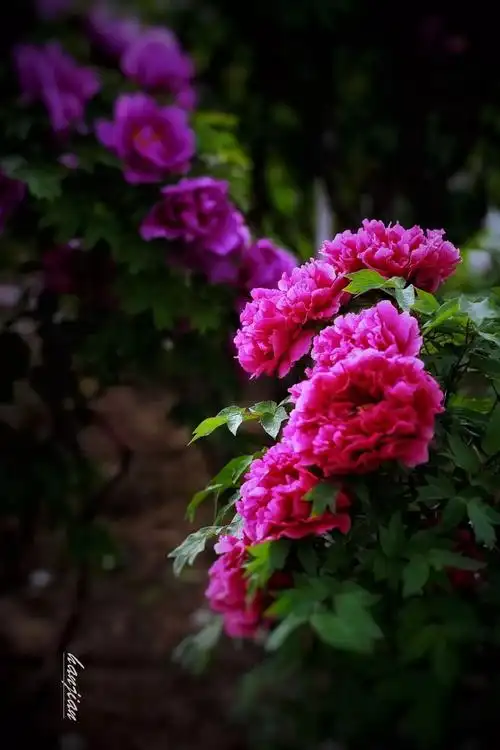 最美牡丹花,最爱菏泽城!