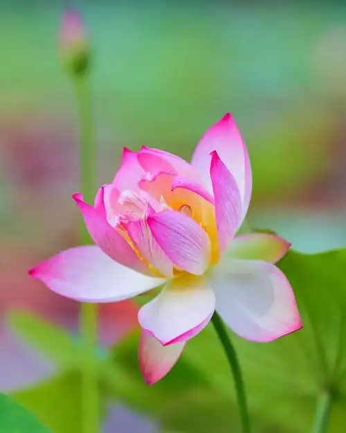 千真万确武汉的夏天来了