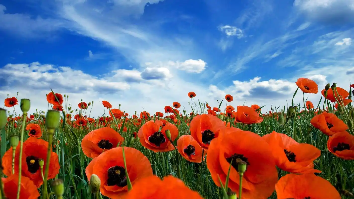 罂粟花唯美高清图片桌面壁纸