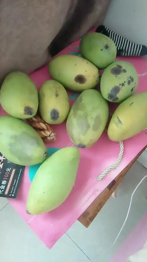 可惜了我的芒果啊,都坏了
