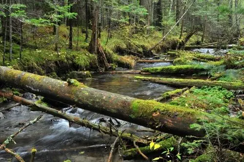 9月25日森林马拉松长白山站 脚步探秘原始森林