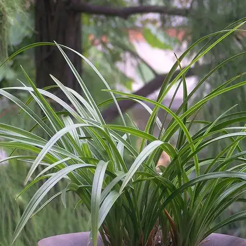 野生兰花兰花苗兰草花下山兰大花蕙兰春兰蕙兰花卉盆景批发熟兰图片