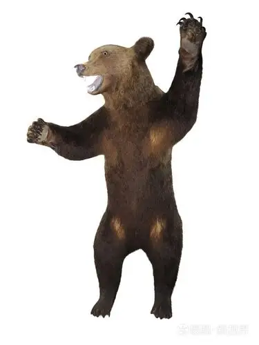 咆哮愤怒棕熊白上孤立