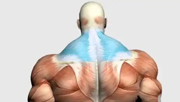 但一不小心练出了又高又厚的斜方肌,显得人高马大又溜肩,搞得最后还得