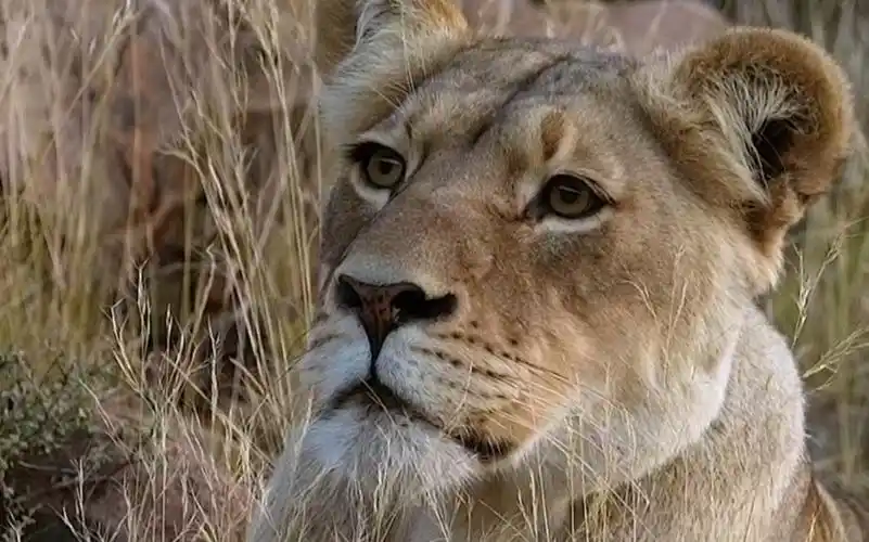 【搬运】狮子在卡鲁消失了大约170年后,于2010年末被.