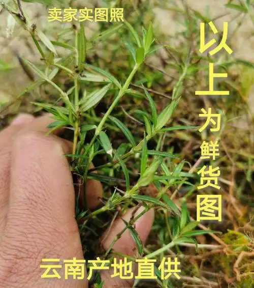 野生白花蛇舌草中药白花蛇舌草野生云南白花蛇草草药白花草白花蛇舌草