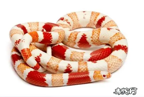 奶蛇图片各种牛奶蛇图片大全欣赏